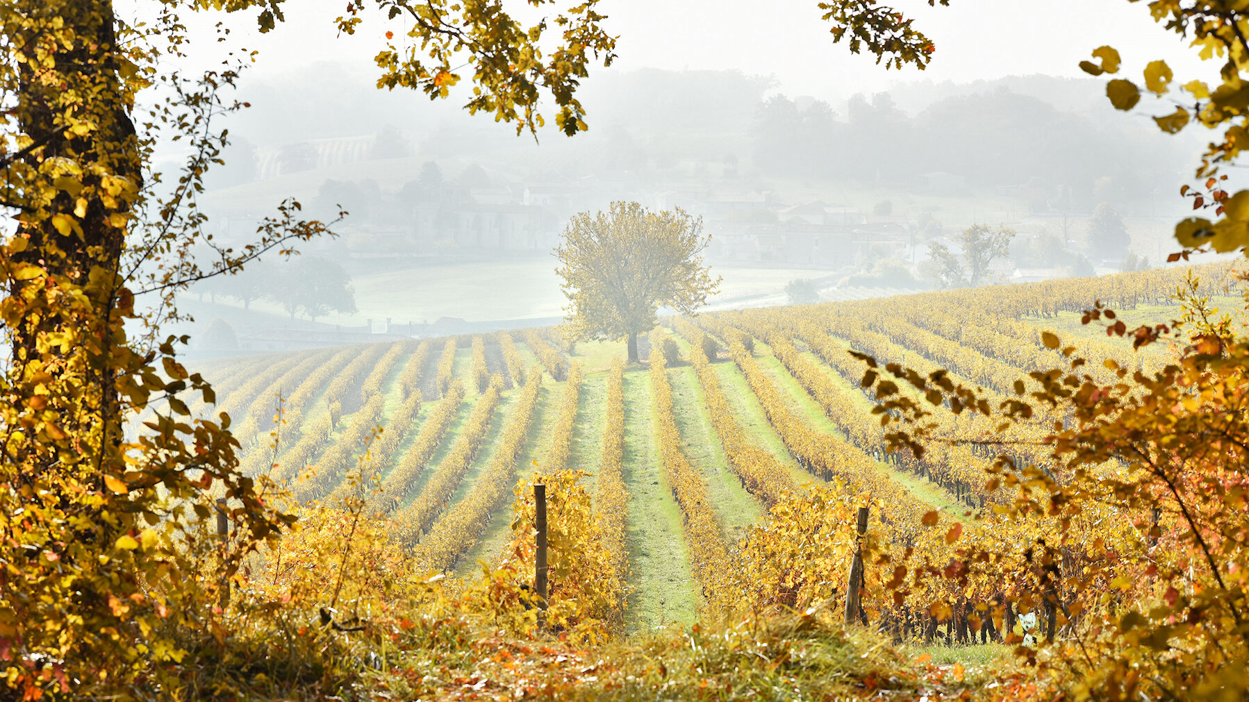 Borderies Vineyard le Buisson of Cognac Park in the fall
